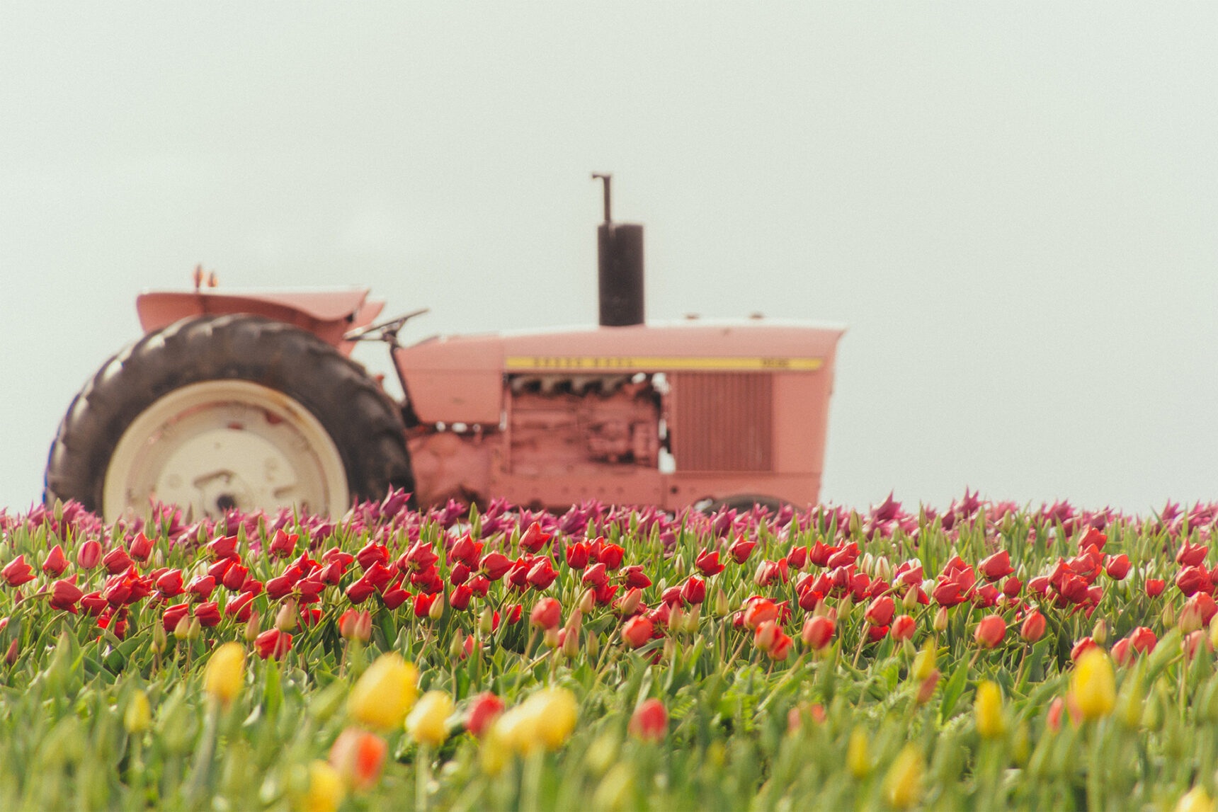 Tractor in Tulip field